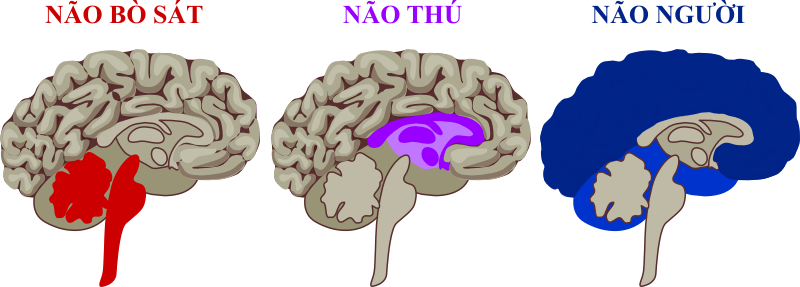 Não 3 trong 1